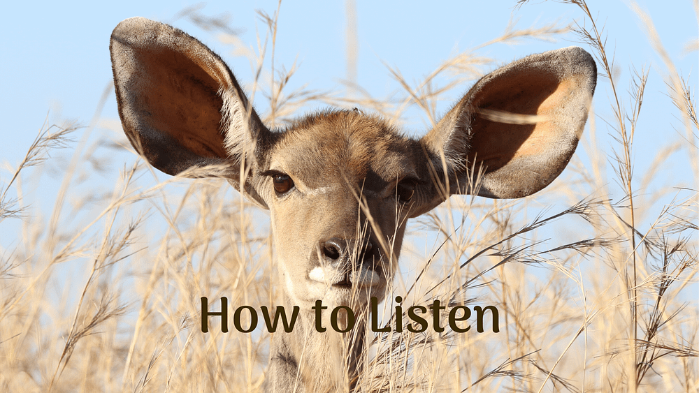 antelope listening with huge ears