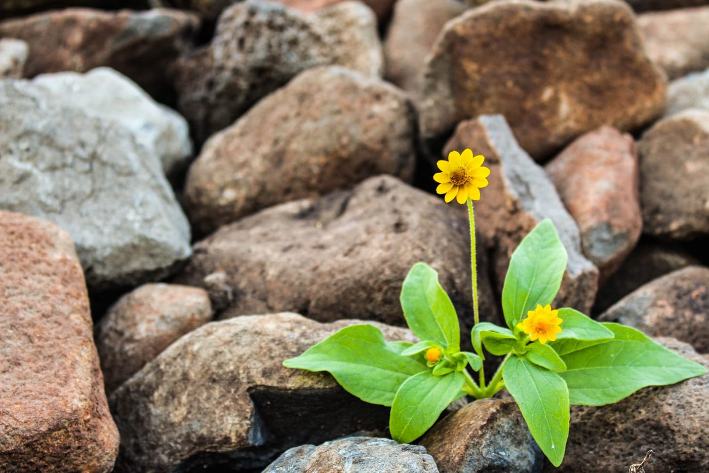 yellow flower growing in rocks